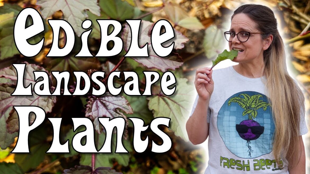 Edible Landscape Plants - What to Grow
