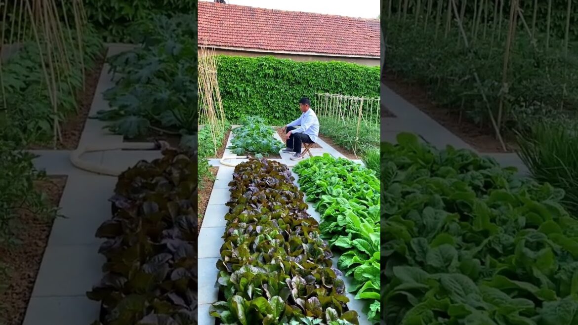 happened with garden at home happened with garden at home