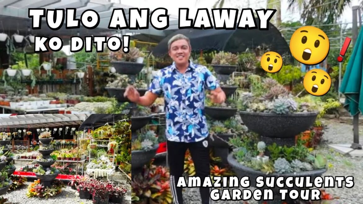 AMAZING SUCCULENTS GARDEN IDEAS IN LOW LAND | FLEXING SUCCULENTS PLANTS COLLECTION