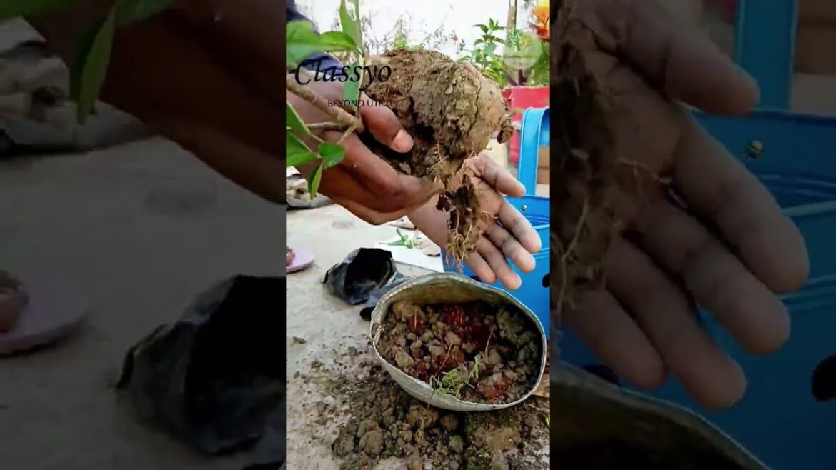 Tips to repot your plants safely / nursery se laye paudhe ko safely repot karein #shorts #short #yt