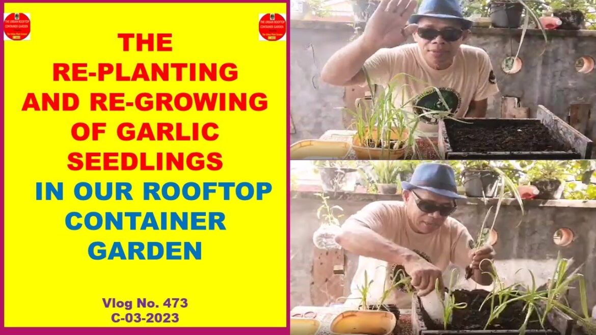 The Re-planting and Re-growing of Garlic Seedlings In Our Rooftop Container Garden