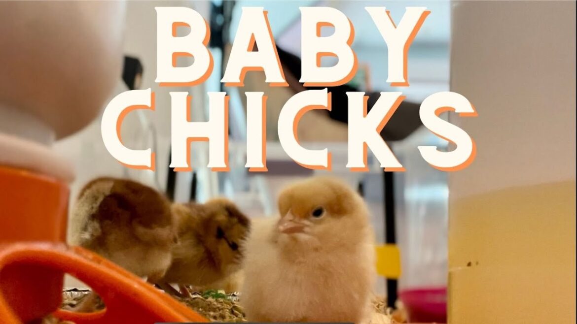 Our New Baby Chicks Arrived | Gardening with Creekside