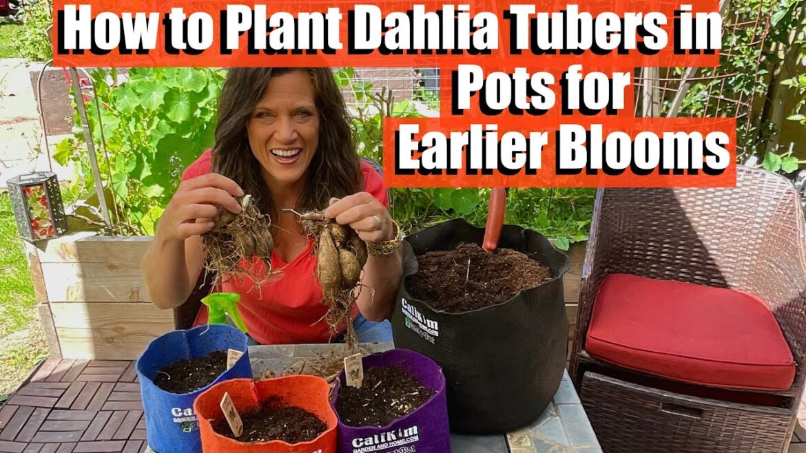 How to Plant Dahlia Tubers in Pots for Earlier Blooms