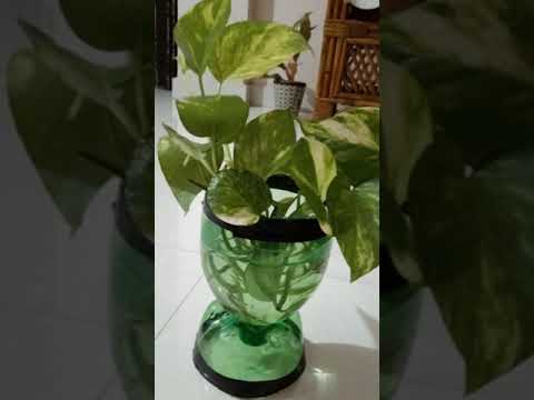 Easy plastic bottle planter ideas |Ash Garde Ideas|best out of waste diy| Diy plastic bottle planter Easy plastic bottle planter ideas |Ash Garde Ideas|best out of waste diy| Diy plastic bottle planter