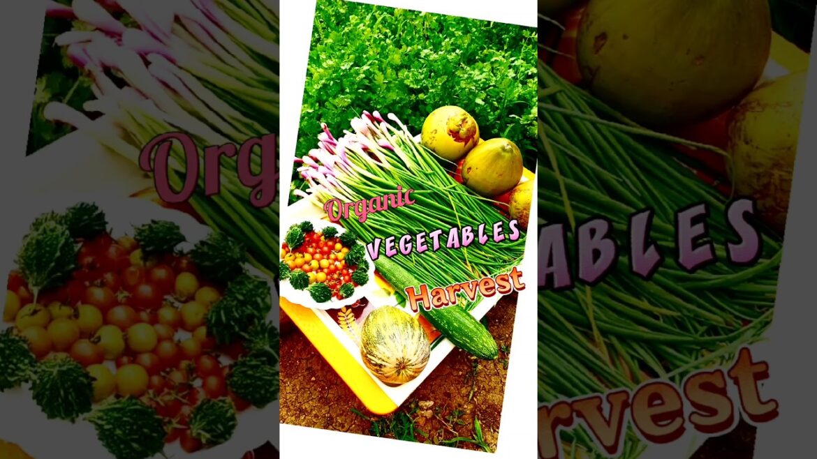 #shorts#gardeningtips & home gardening#garden ideas for beginners & organic vegetables harvestathome #shorts#gardeningtips & home gardening#garden ideas for beginners & organic vegetables harvestathome