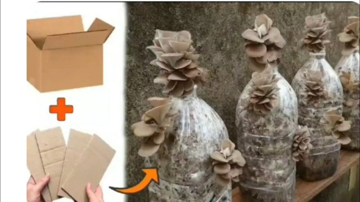DIY Mushroom Cultivation | How to Easily Grow Mushrooms in Plastic Containers at Home DIY Mushroom Cultivation | How to Easily Grow Mushrooms in Plastic Containers at Home