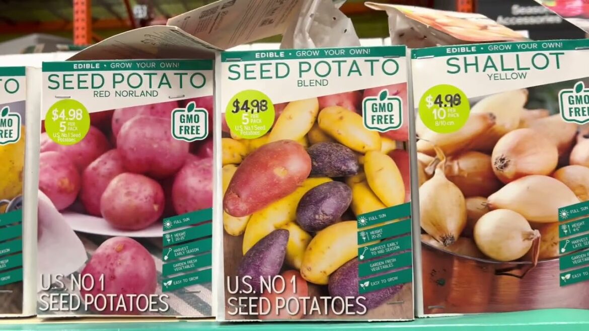 Edible items you can plant in Spring