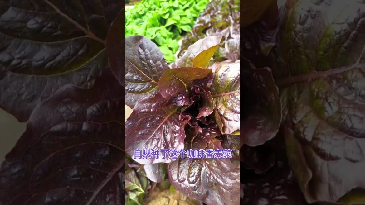 happened with garden at home happened with garden at home