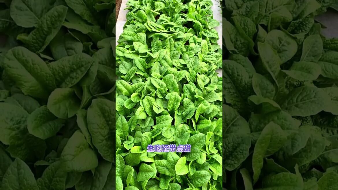 happened with garden at home happened with garden at home