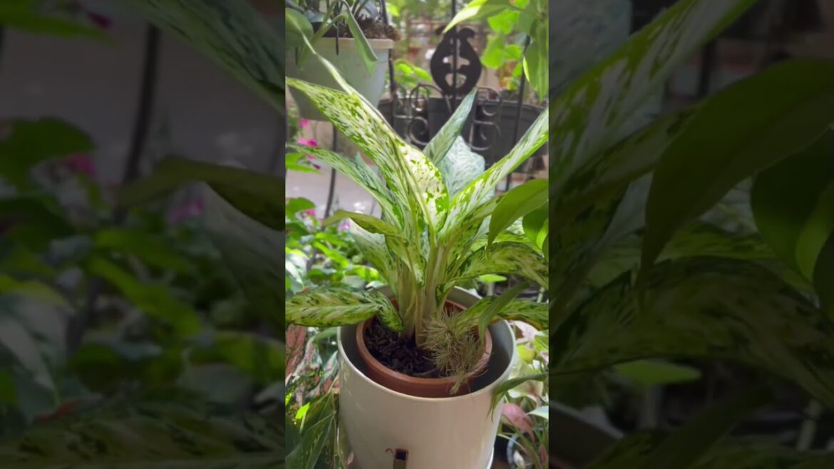 Plant decor tips for balcony garden #gardeningaesthetics #gardeninglovers #balconygarden #shorts