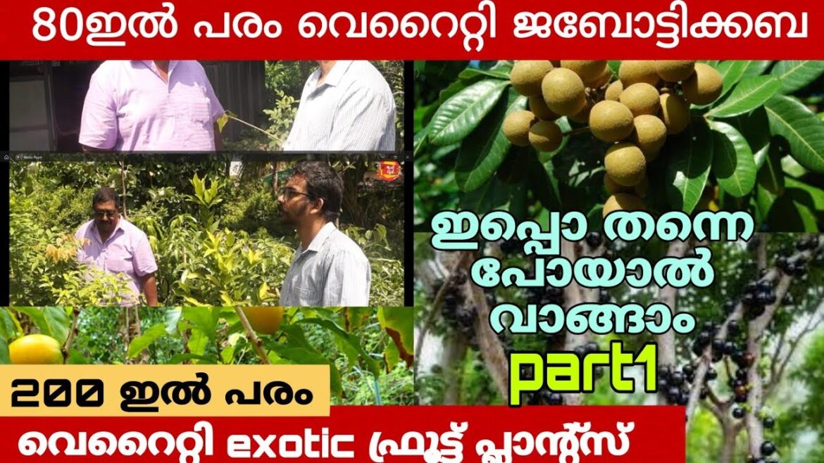 80 ഇൽ പരം ജബോട്ടിക്ക വെറൈറ്റിസ് വൻ വിലക്കുറവിൽ | 200 ഇൽ പരം exotic fruit plants | mannuthy | part1