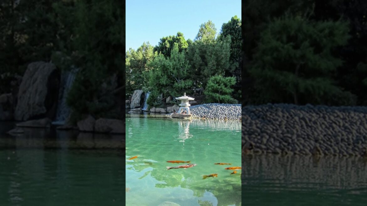 Japanese Garden in Ameirca!