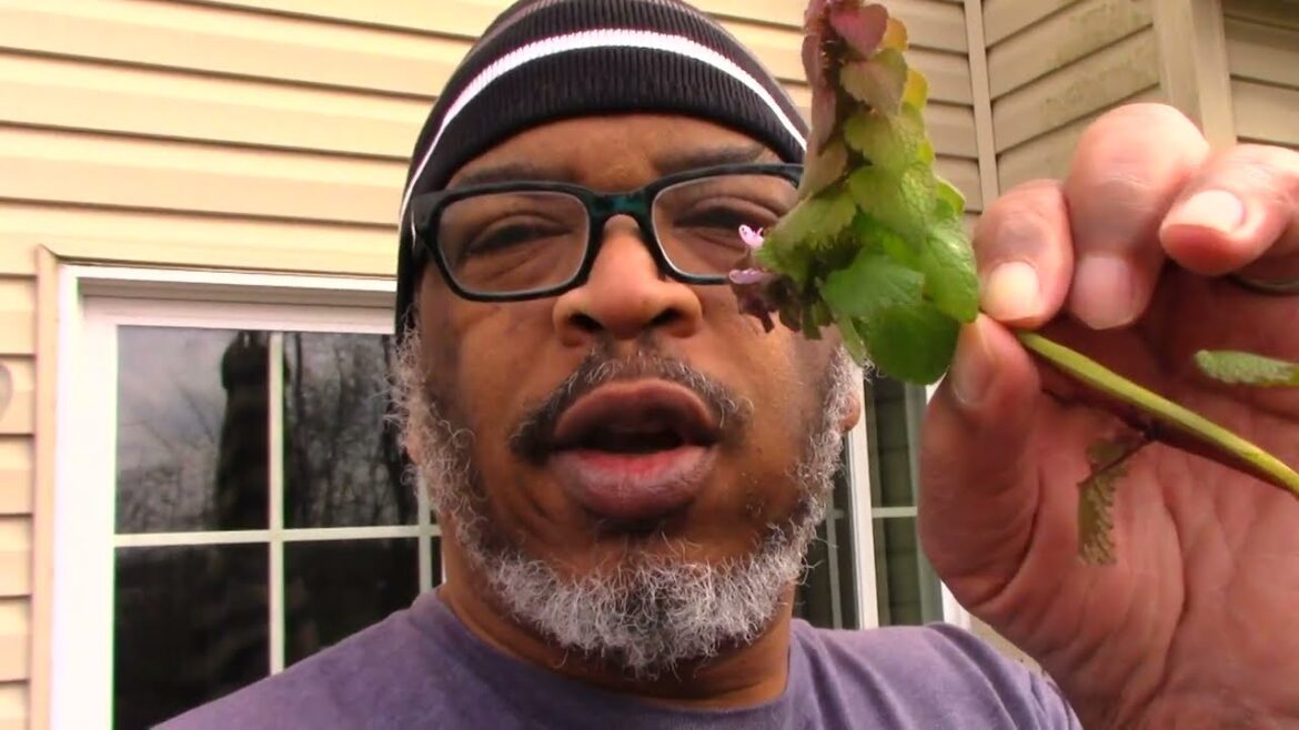 Purple Dead Nettles | A Weed but Good for Gardening and Feeding Backyard Chickens Purple Dead Nettles | A Weed but Good for Gardening and Feeding Backyard Chickens