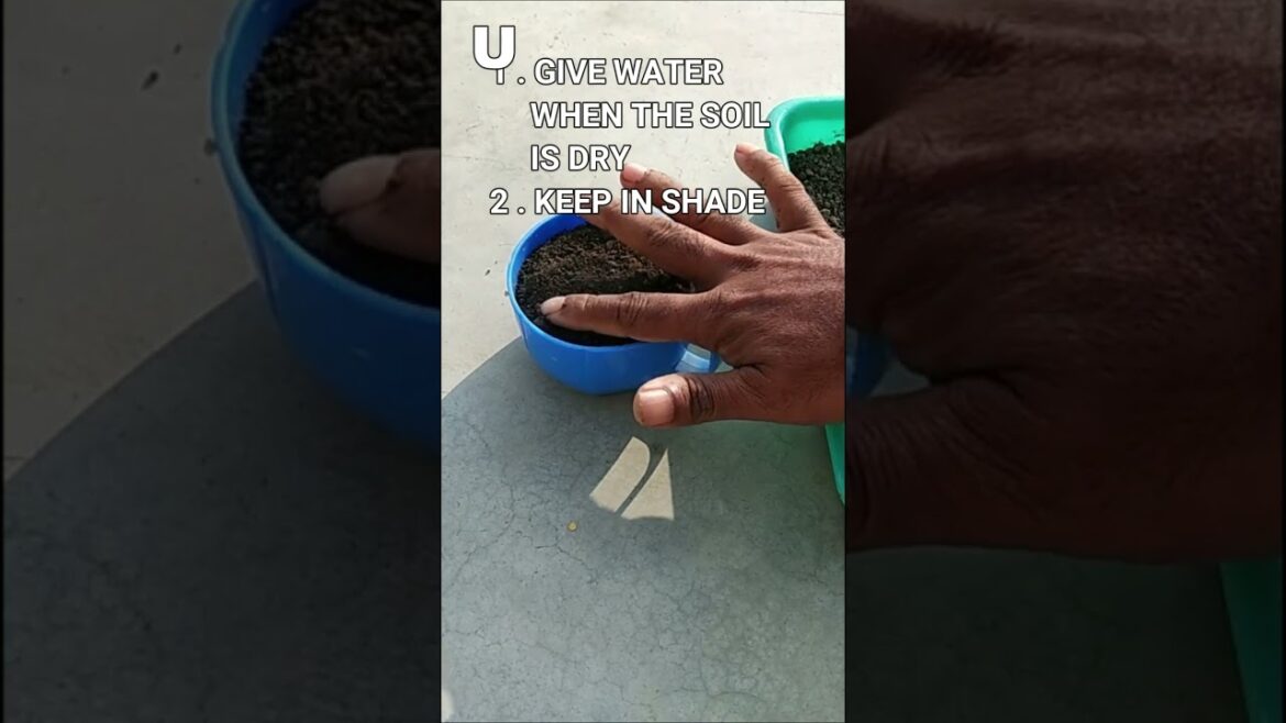 How to grow chilli at home | Best gardening tips