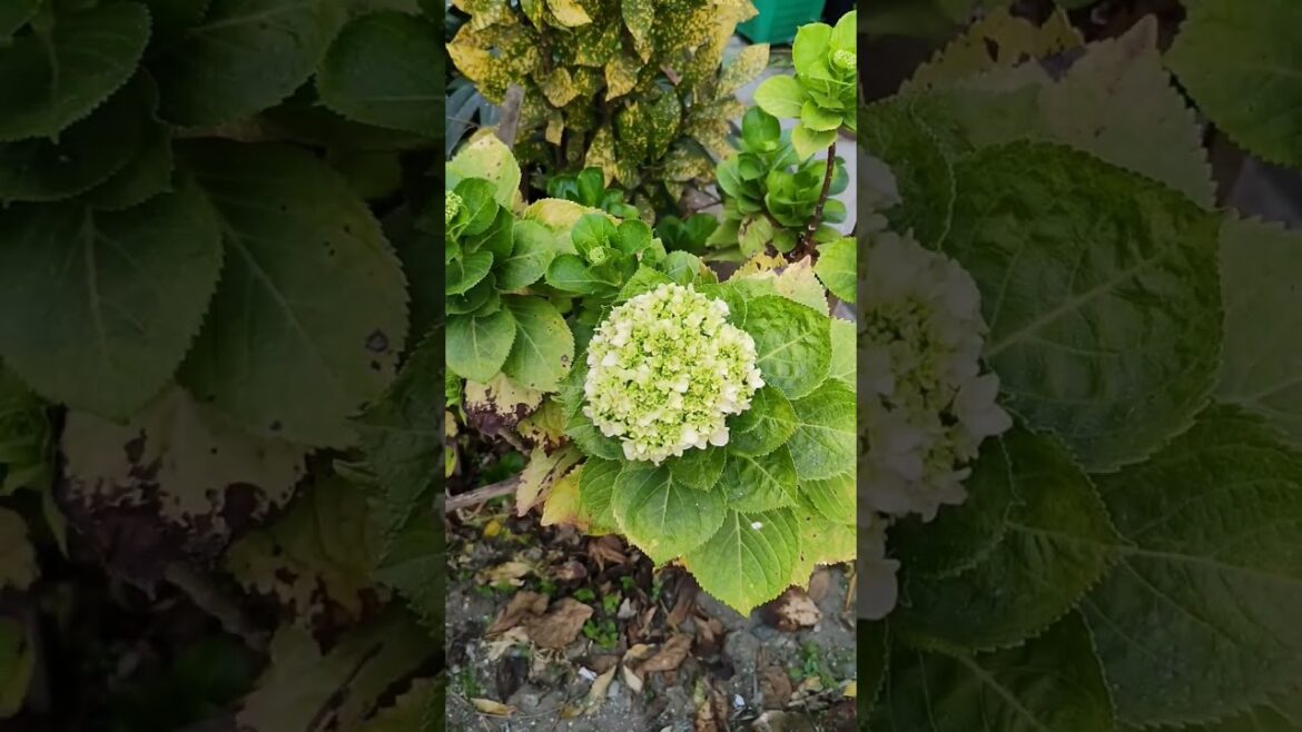 Green Hydrangea ll গ্রীন হাইড্রেঞ্জিয়া ll Mostafa Mostafa #shorts #viral  #reels #ytshorts #flowers Green Hydrangea ll গ্রীন হাইড্রেঞ্জিয়া ll Mostafa Mostafa #shorts #viral  #reels #ytshorts #flowers