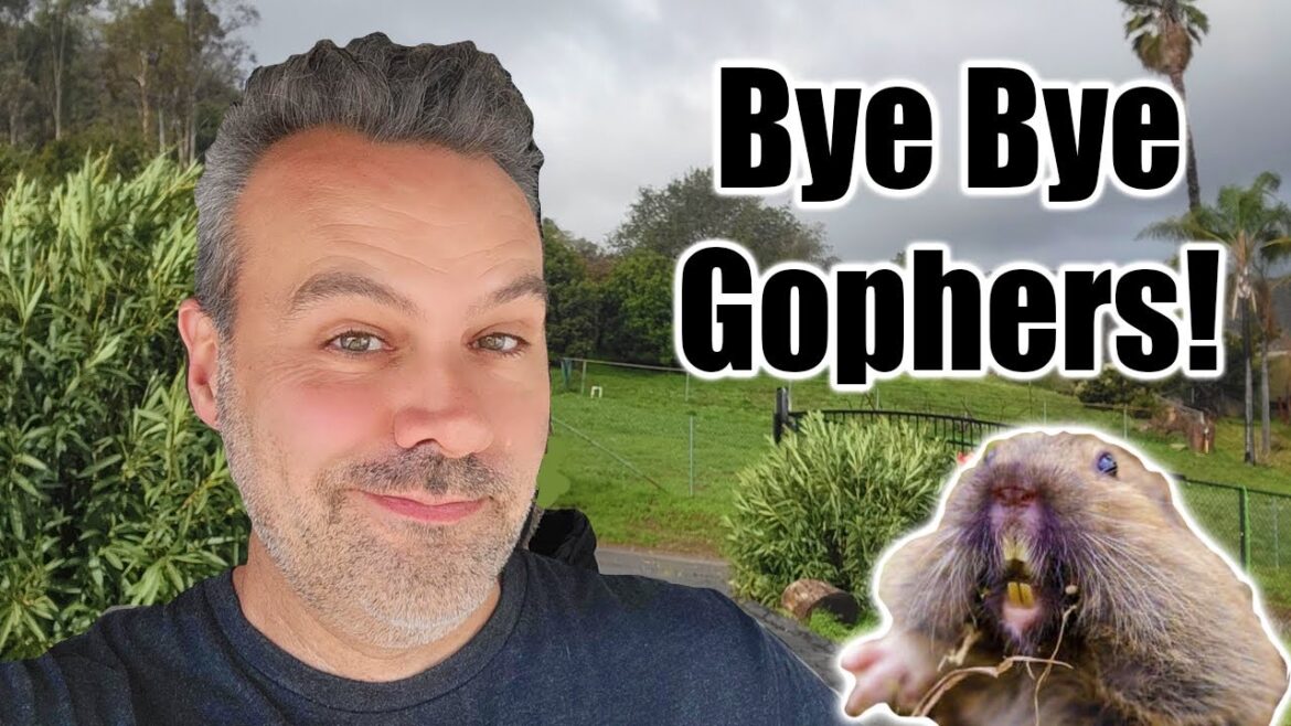 How to Keep Gophers & Groundhogs From Eating Your Garden..