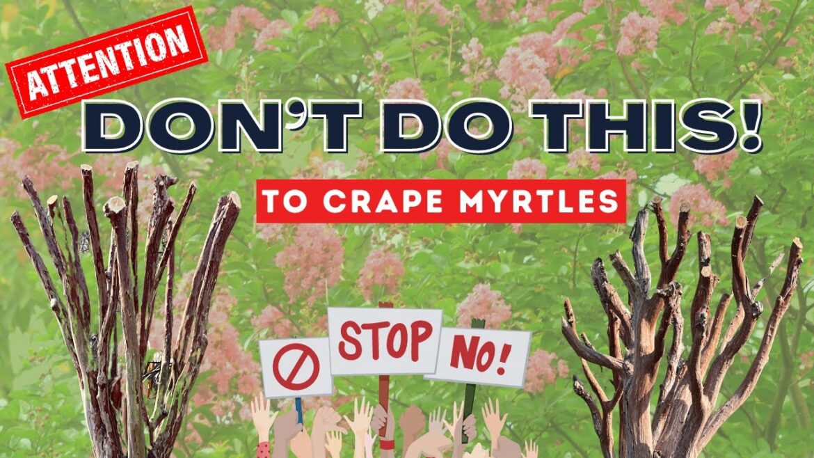 Crape Myrtle Pruning – The Good, The Bad And The Please NEVER DO THIS! Crape Myrtle Pruning - The Good, The Bad And The Please NEVER DO THIS!