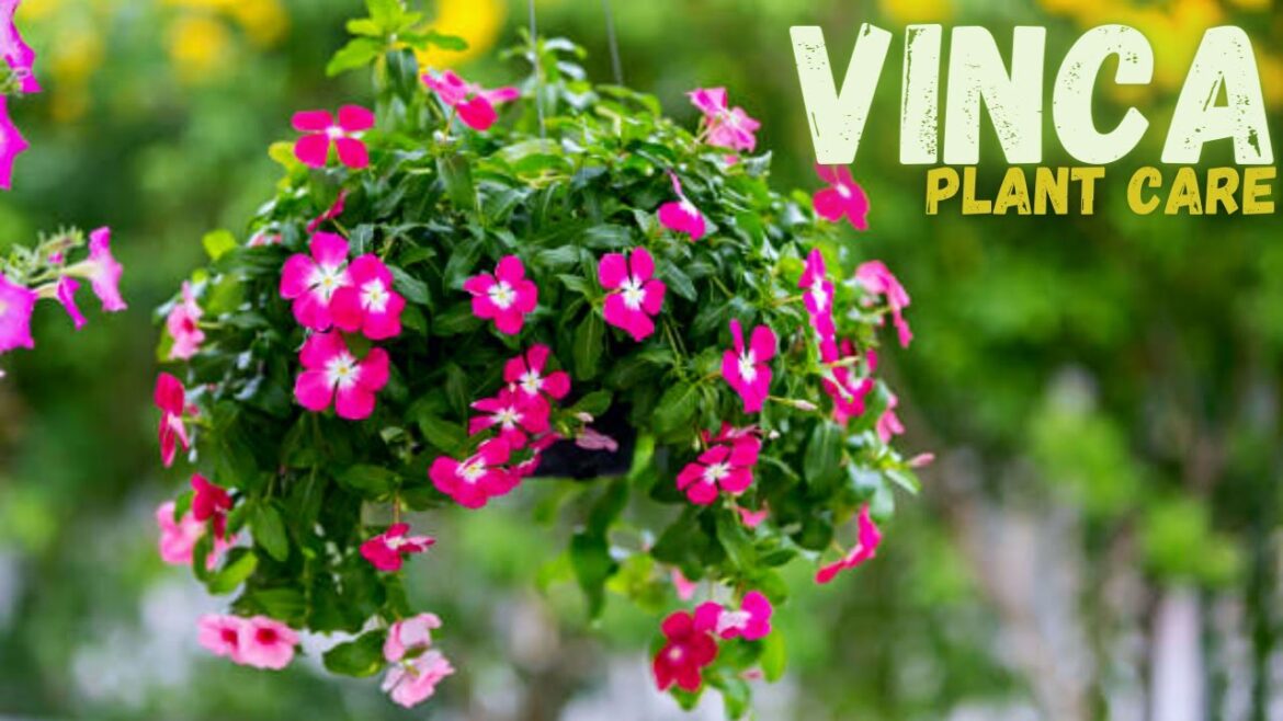 Vinca Plant Care in Nepali I Nepali Gardening Tips and Care Vinca Plant Care in Nepali I Nepali Gardening Tips and Care