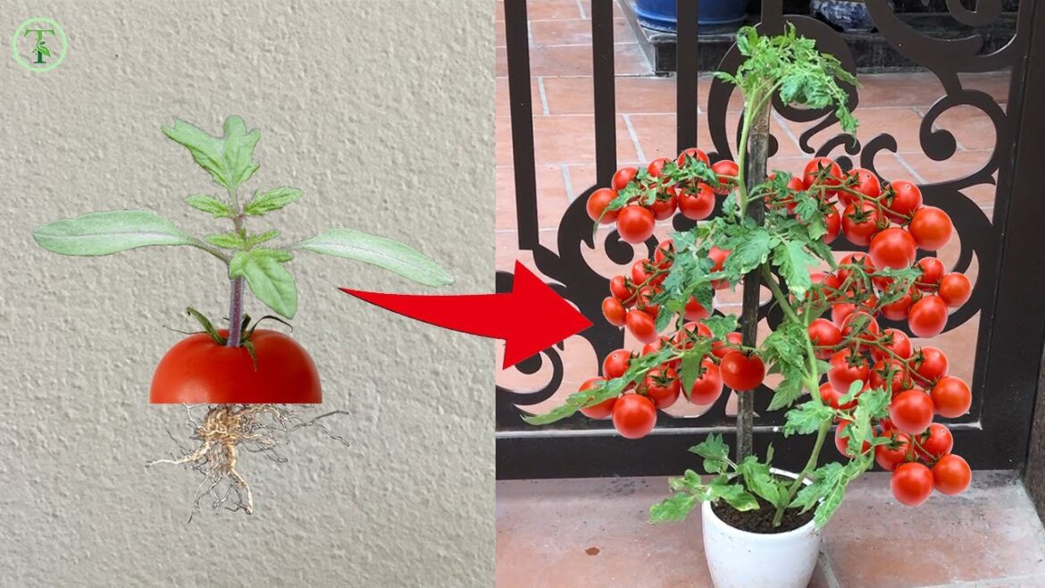 🍅grow tomato tree from tomato 🍅