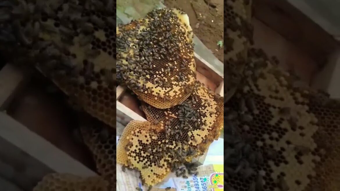 Honey #honey #honeybee #honeycomb #honeyworks #honeybees #honeybenefits #shorts #shortsfeed #short