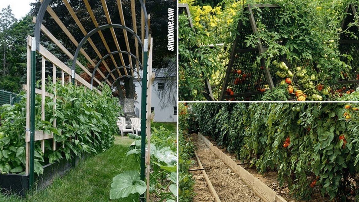10 Tomato Garden Ideas
