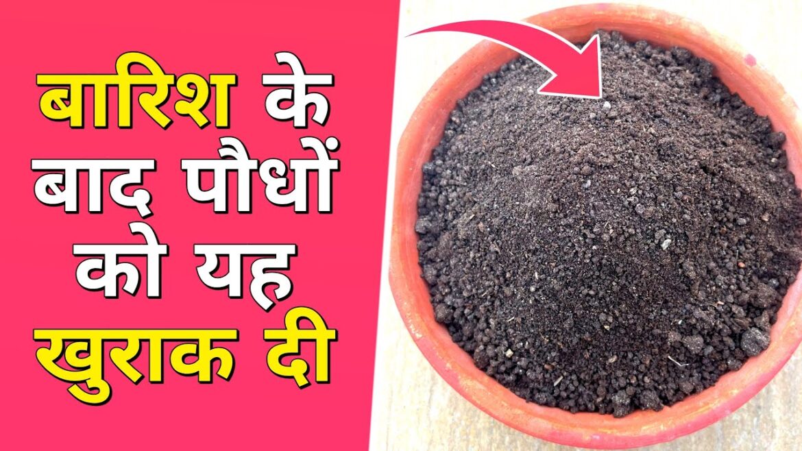 बारिश के बाद पौधों को दी यह खुराक । terrace gardening meenu savita arora |best fertilizer for plants