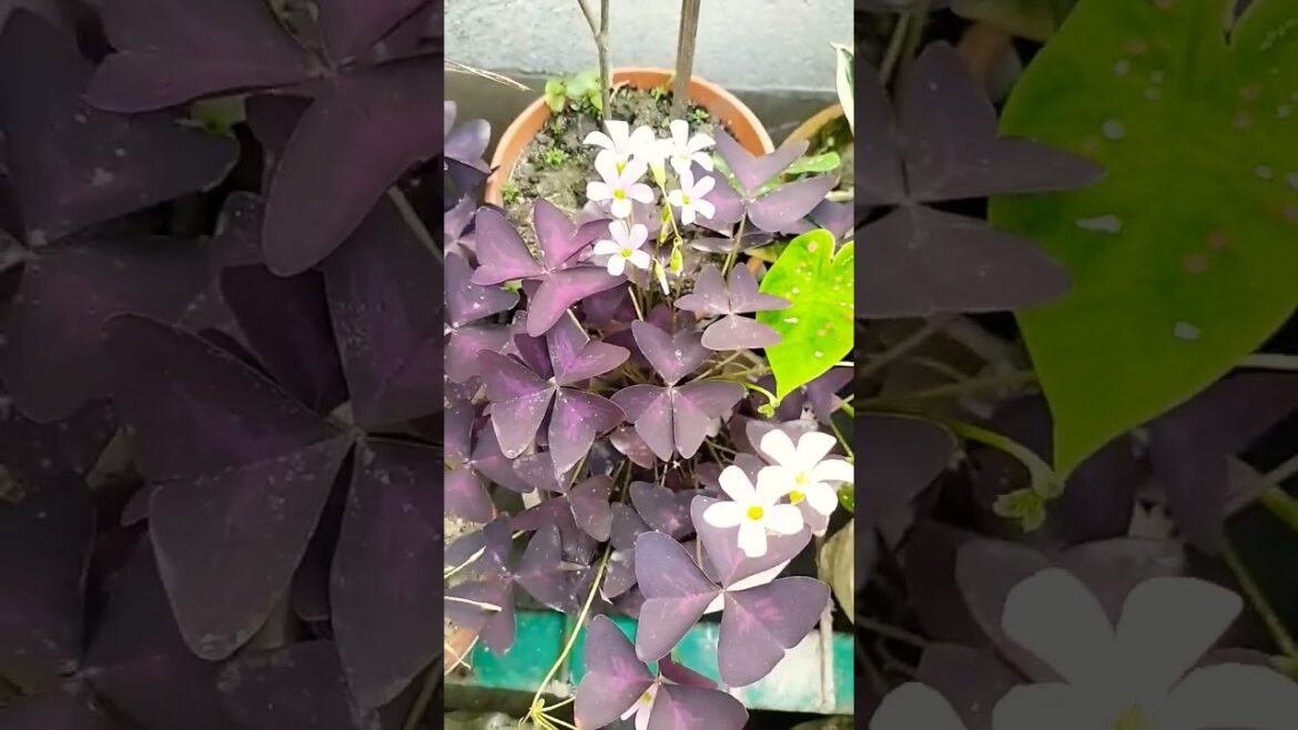#oxalistriangularis #oxalis #oxalistriangularisplant #creativeartandgardening #gardening #vuturbagan