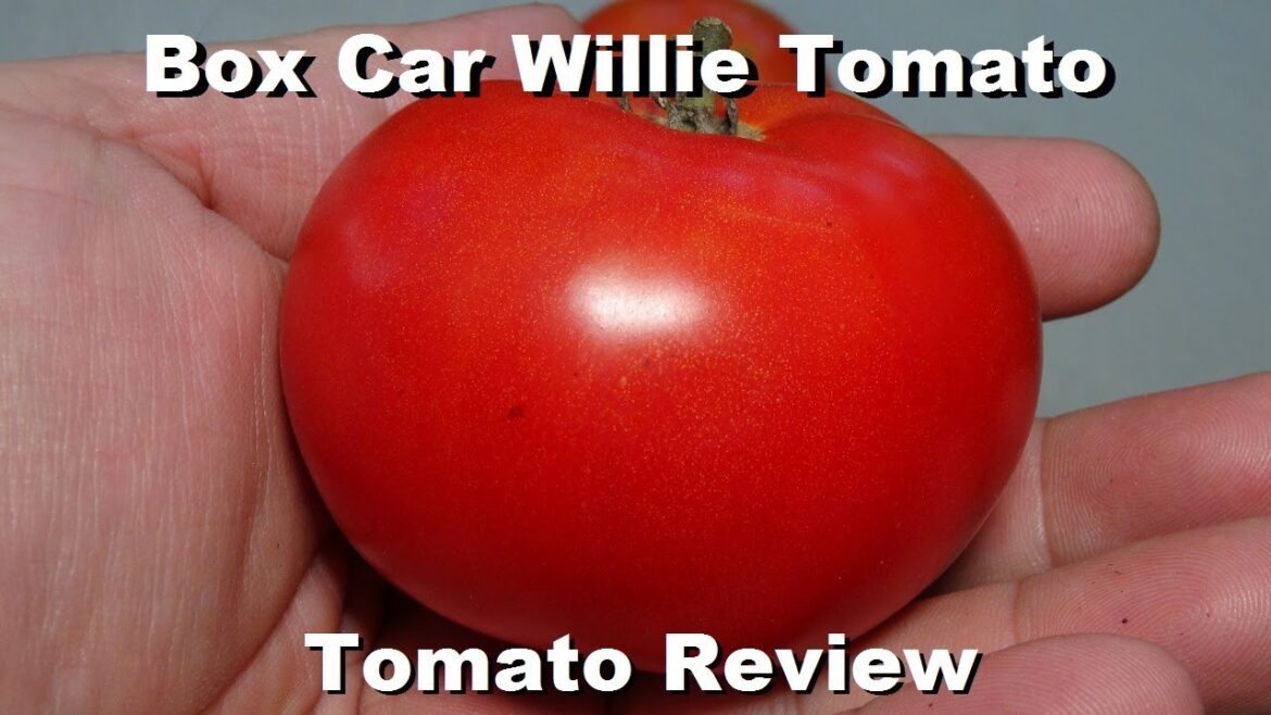 ⟹ Box Car Willie Tomato | Solanum lycopersicum | Tomato Review 2023