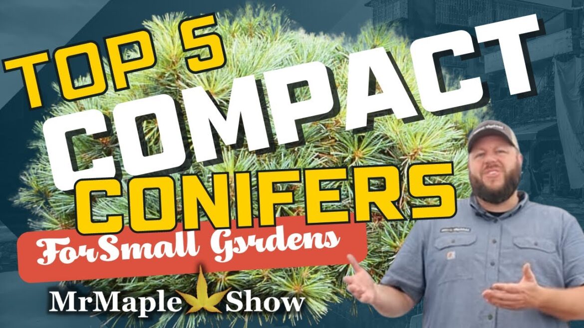 Top 5 Dwarf Conifers for Small Gardens!