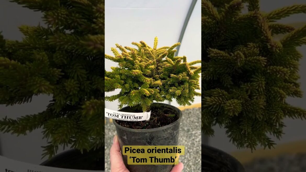 Dwarf  Yellow Conifers are Super Cool 😎 Picea orientalis ‘Tom Thumb’