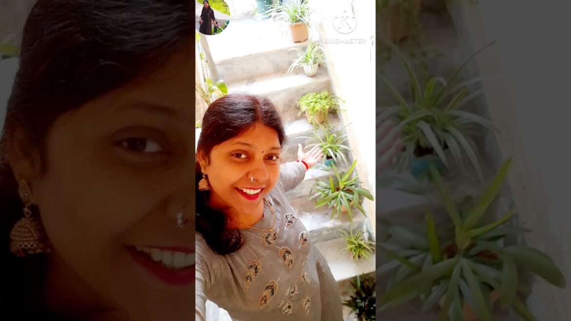 #staircase🍀☘️🪴😍 #decorationwithplants😍#plantslovers#garding#naturel#viralshort#tresading#shorts# #staircase🍀☘️🪴😍 #decorationwithplants😍#plantslovers#garding#naturel#viralshort#tresading#shorts#