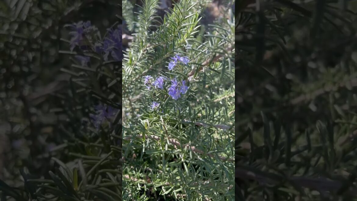 “Rosemary in Full Bloom: Stunning Garden Ideas for Springtime”๐ธ #shorts "Rosemary in Full Bloom: Stunning Garden Ideas for Springtime"๐ธ #shorts