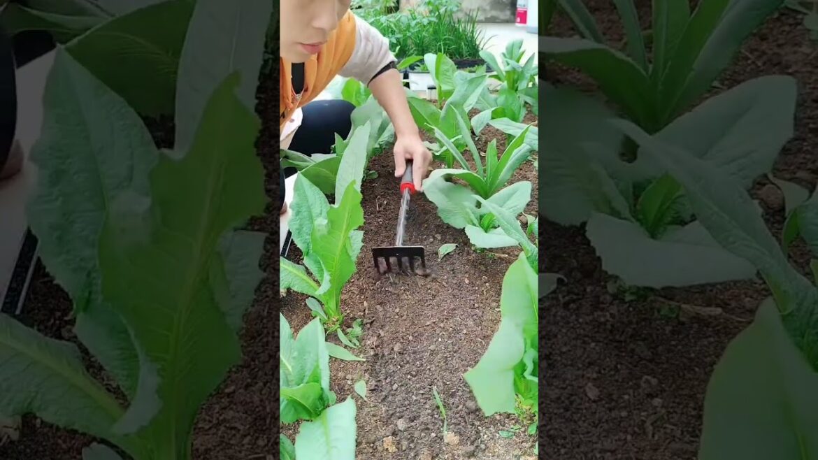 Beautiful Nature with Rural Life (P61) - Fresh vegetable at home