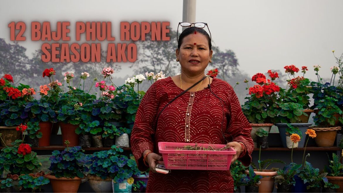 12 Baje Phul Ropne Season Ayo Sathiharu I Nepali Gardening Tips