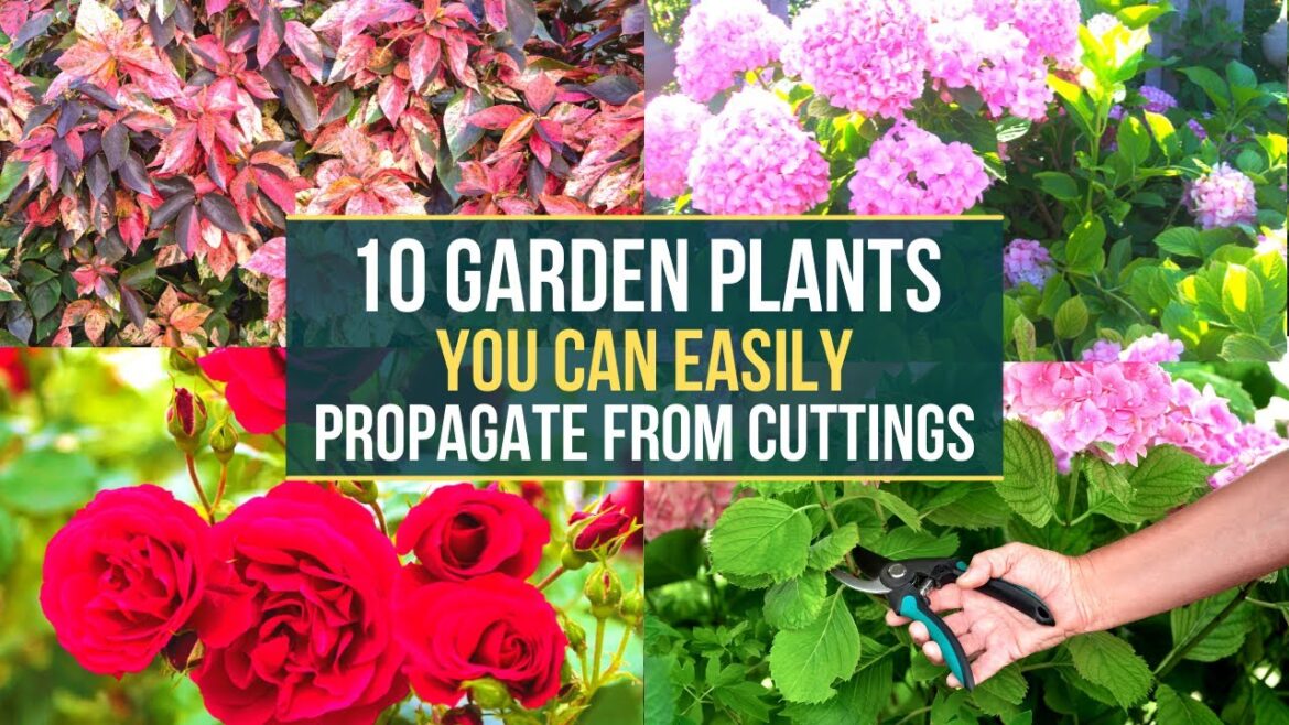 10 Garden Plants You Can Easily Propagate From Cuttings