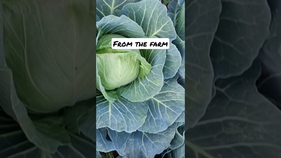 Cabbage Home grown cabbage from kitchen garden #cabbage #kitchen #garden #cabbagerecipe #shorts