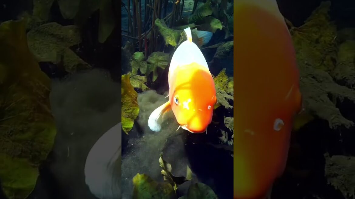 Healling Landscape Beautiful Videos 00047 | Healing Landscape #shorts #healinglandscape #healing Healling Landscape Beautiful Videos 00047 | Healing Landscape #shorts #healinglandscape #healing