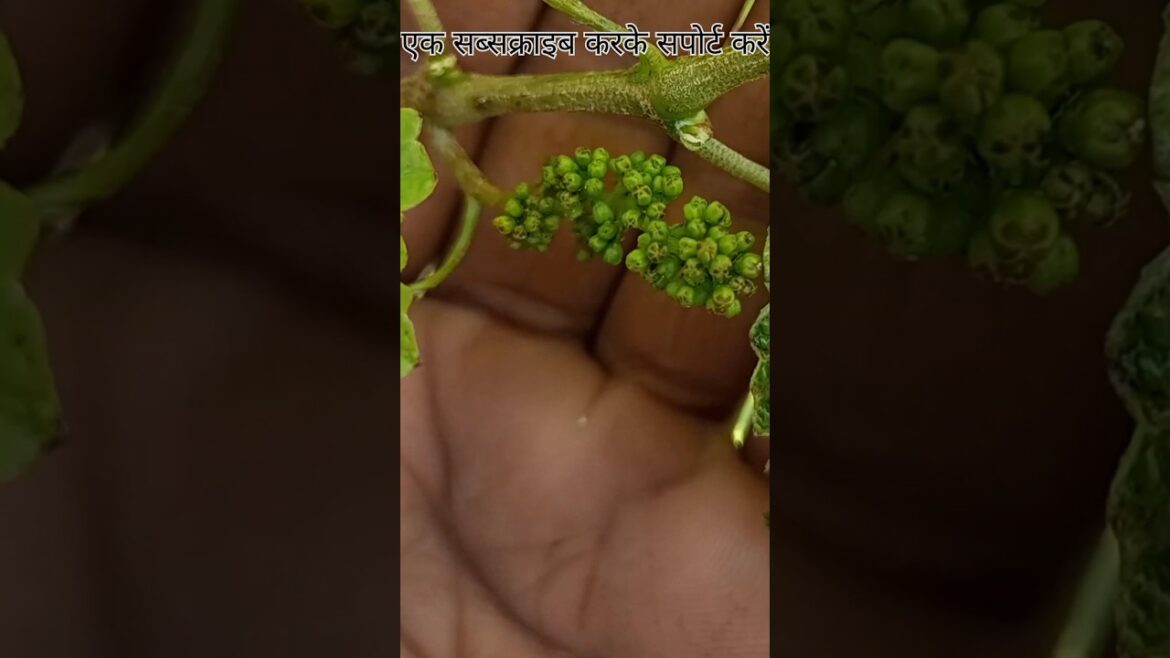 Grapevine #shorts #short #viral #youtubeshorts #gardening Grapevine #shorts #short #viral #youtubeshorts #gardening