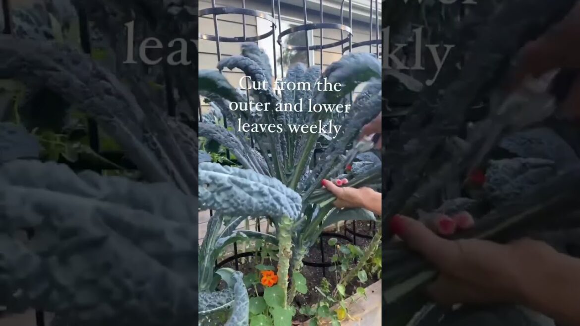 How To Grow A Year Round Supply Of Kale How To Grow A Year Round Supply Of Kale