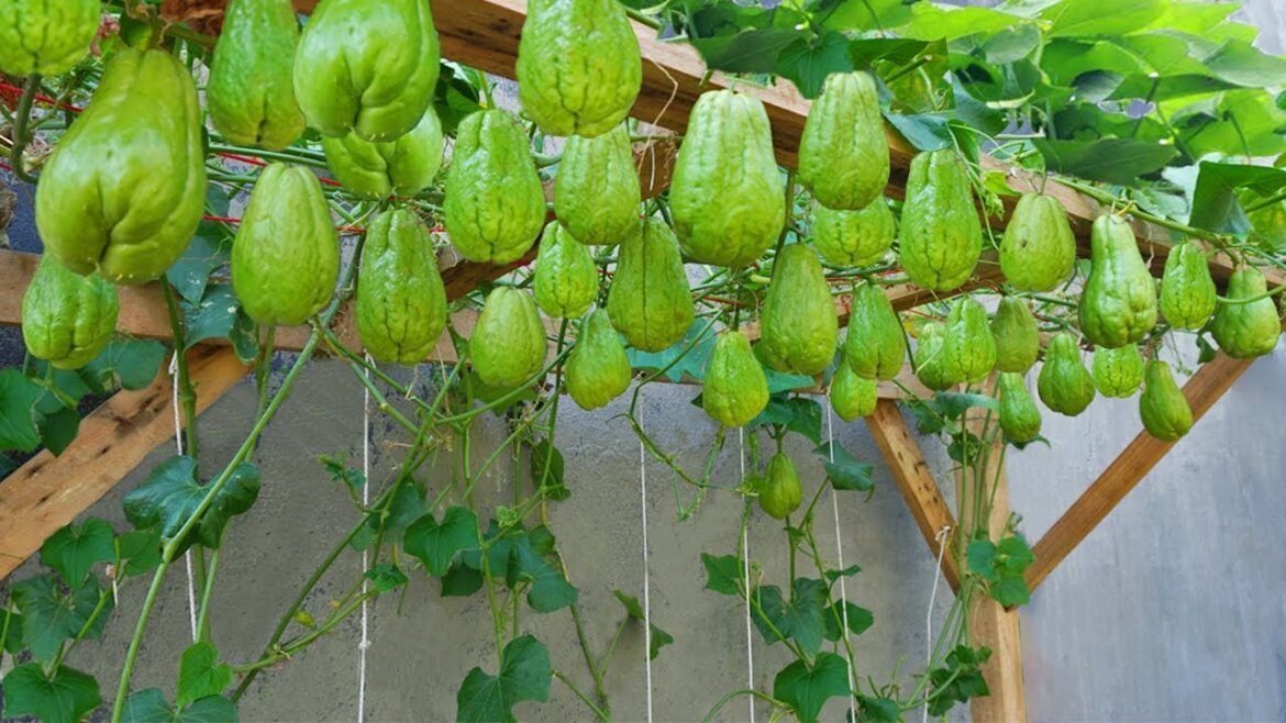 Watch Our Chayote Planting Method Produce an Abundance of Fruit Watch Our Chayote Planting Method Produce an Abundance of Fruit