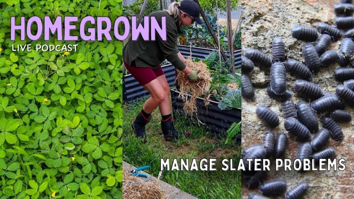 Cover Crops, Mulching & How to Grow with Slater/Woodlice/Pill Bugs in the Garden!! Cover Crops, Mulching & How to Grow with Slater/Woodlice/Pill Bugs in the Garden!!