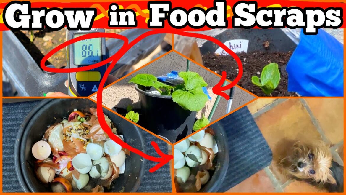 Garden Growing in Kitchen Composter Bin Food Scraps from Seed NO TURN Container Gardening Raised Bed