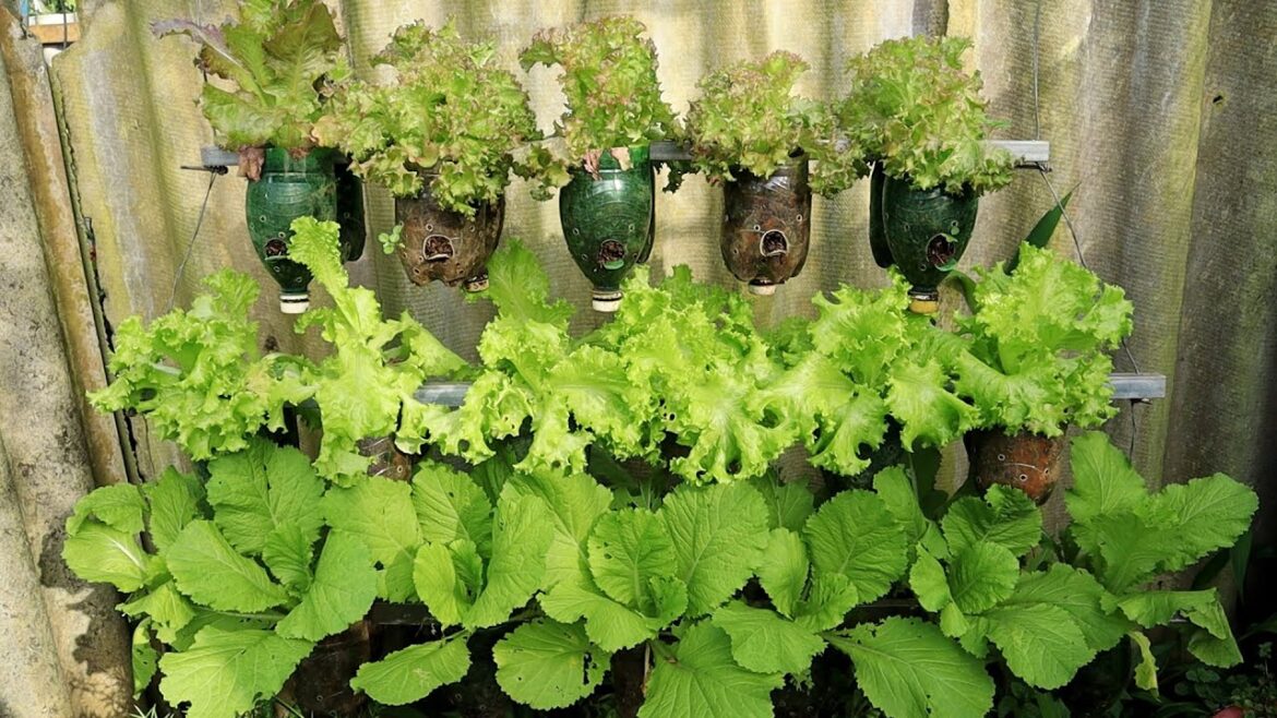 Hanging Vegetable Garden, Recycled plastic bottles
