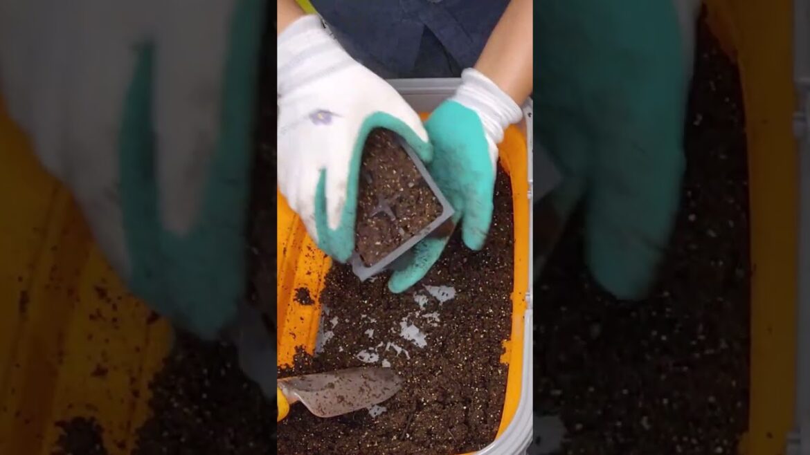 How to Fill a Seed Cell Tray [ Gardening Tips]