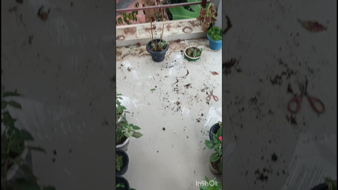 🧐ഒരു അടി നടന്ന ലക്ഷണം ഉണ്ട്#garden design#garden design simple