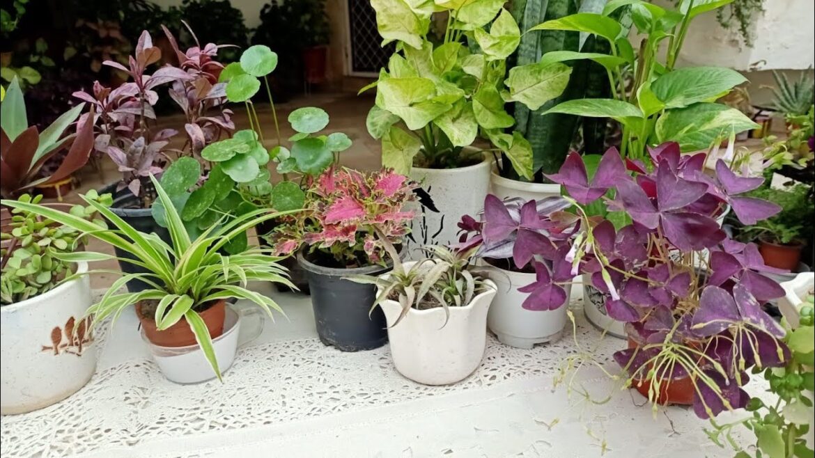 Colorful Summer Plants you can grow now  in small pots