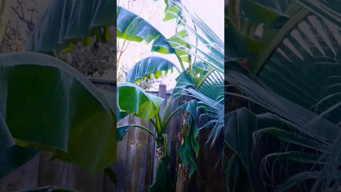 ❄️ Deadly (for the leaves) frost on Hardy Banana tree 🍌 ❄️ Deadly (for the leaves) frost on Hardy Banana tree 🍌