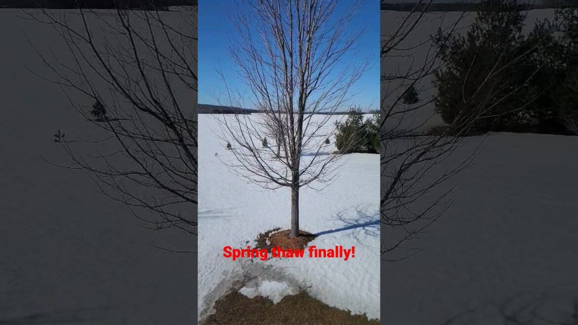 🌞😎Garden Forecast -Zone 4 -WK 12 (Let the Thaw Begin!!!)