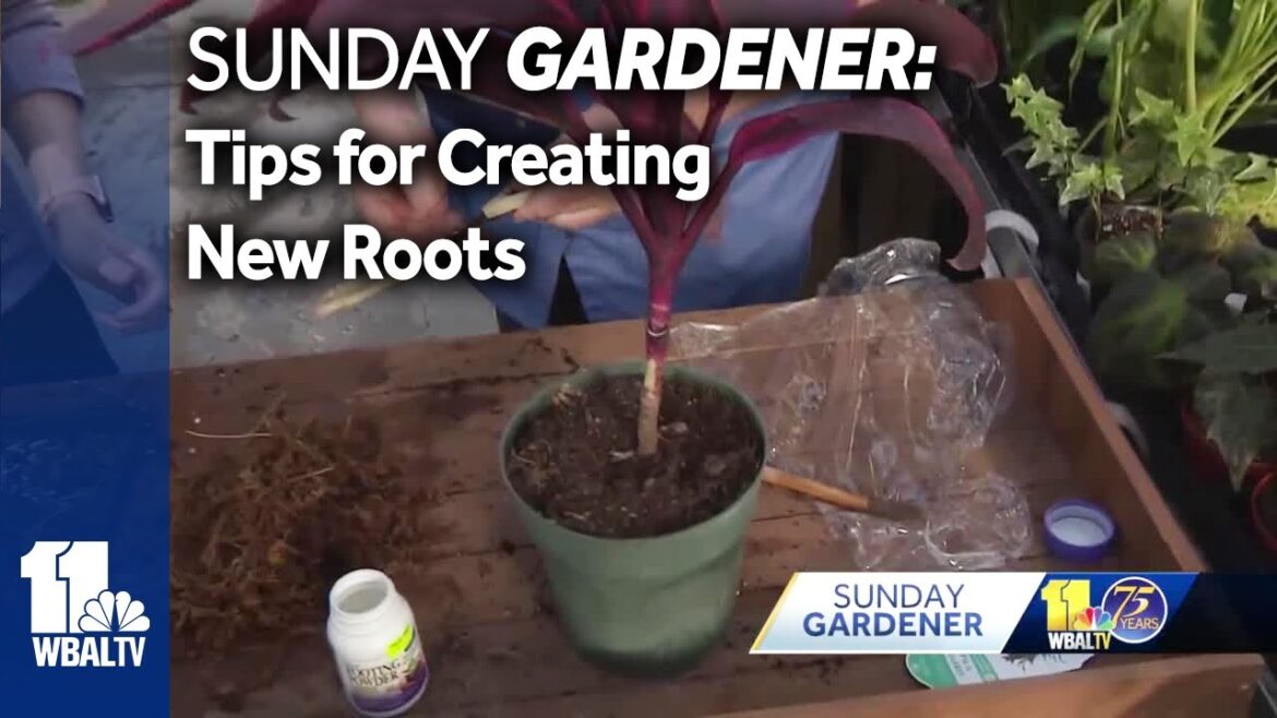 Sunday Gardener: Tips for creating new roots for plants