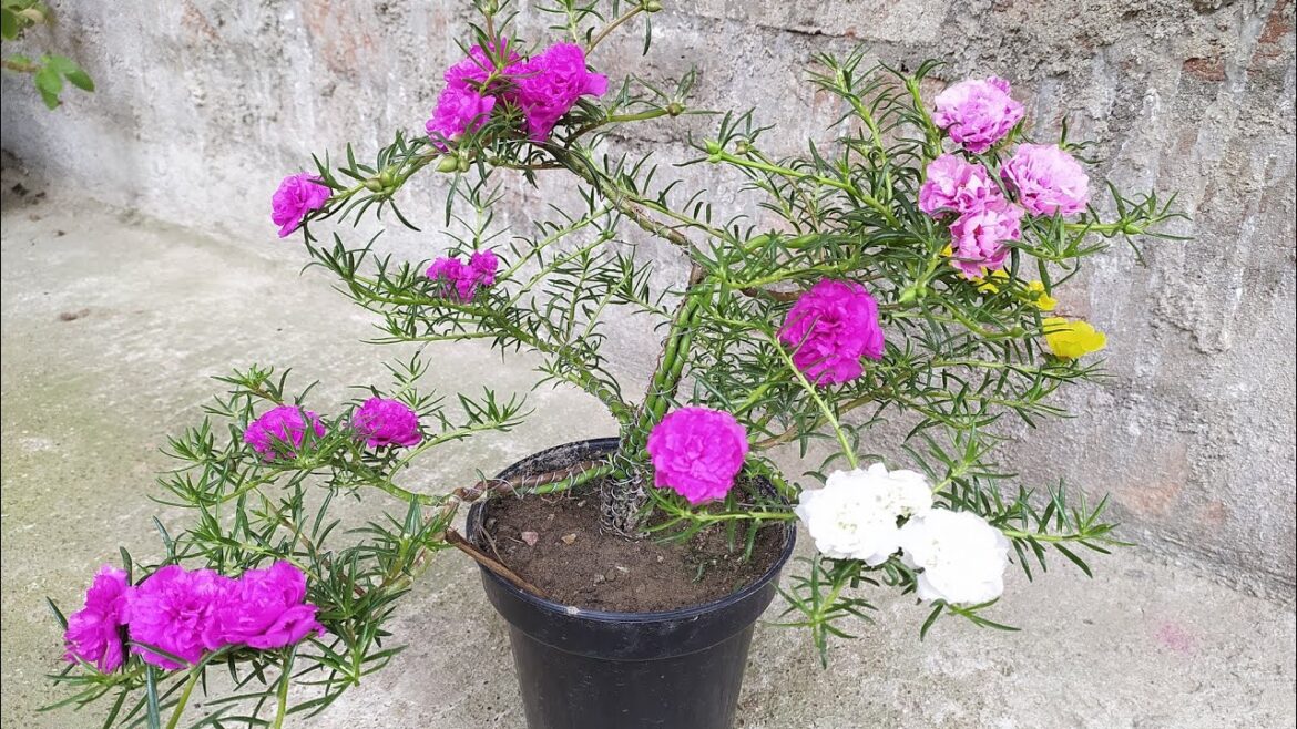 Portulaca garden ideas | portulaca plant design | portulaca plant care | portulaca flower |π₯π₯π₯π₯ Portulaca garden ideas | portulaca plant design | portulaca plant care | portulaca flower |π₯π₯π₯π₯